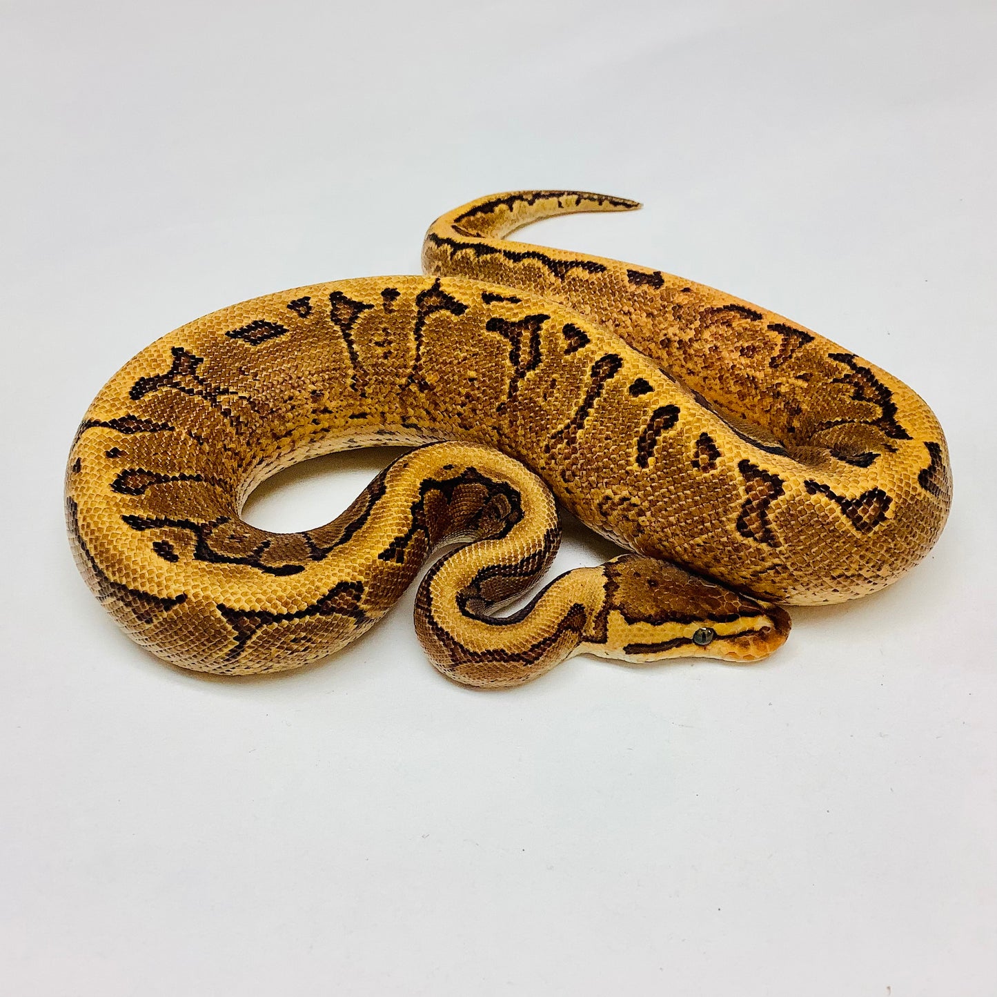 Calico Pinstripe Yellowbelly Ball Python- Male #2022M01