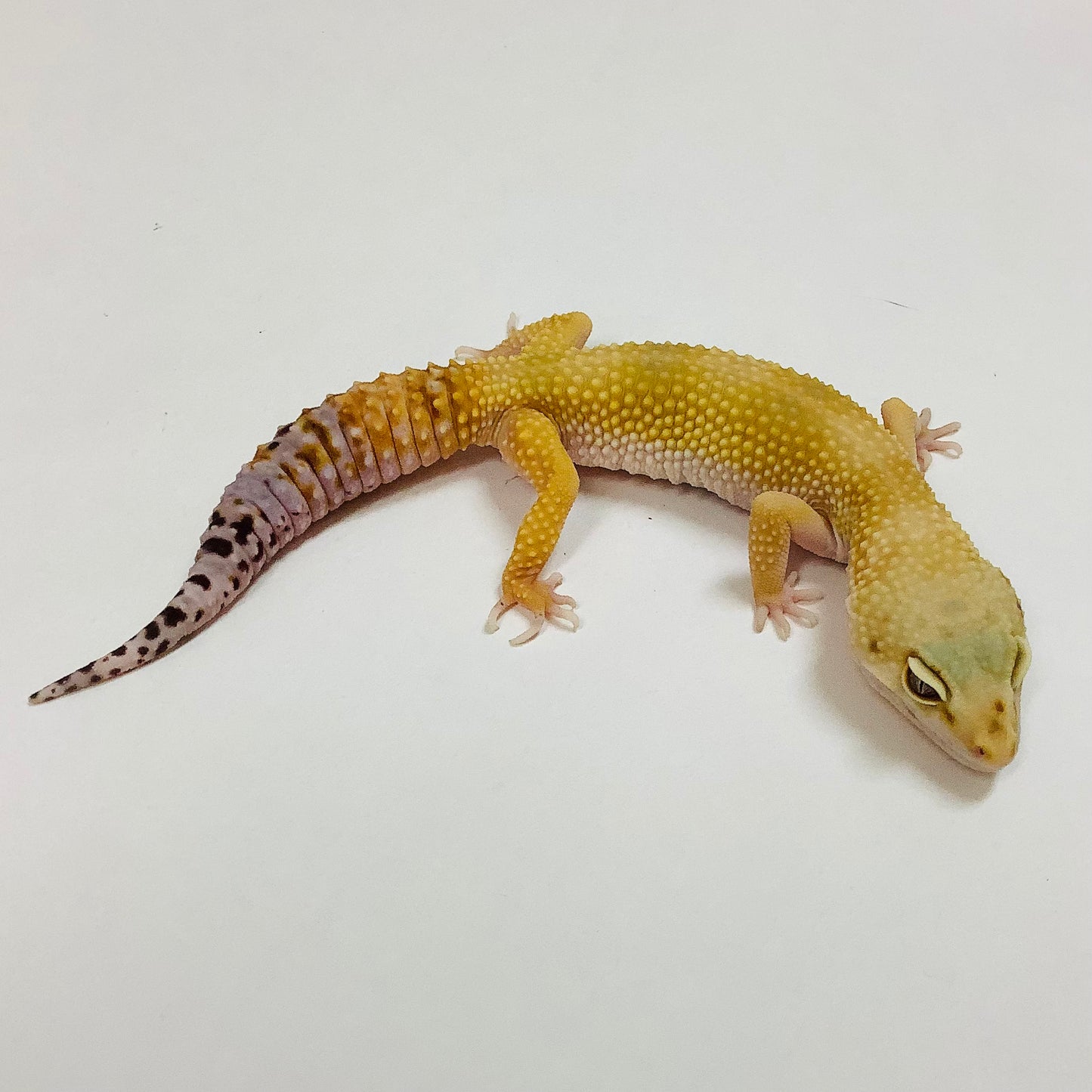 Super Hypo Tangerine Carrot Tail W/Y Leopard Geckos (TSF)-#K-K3-80420-1