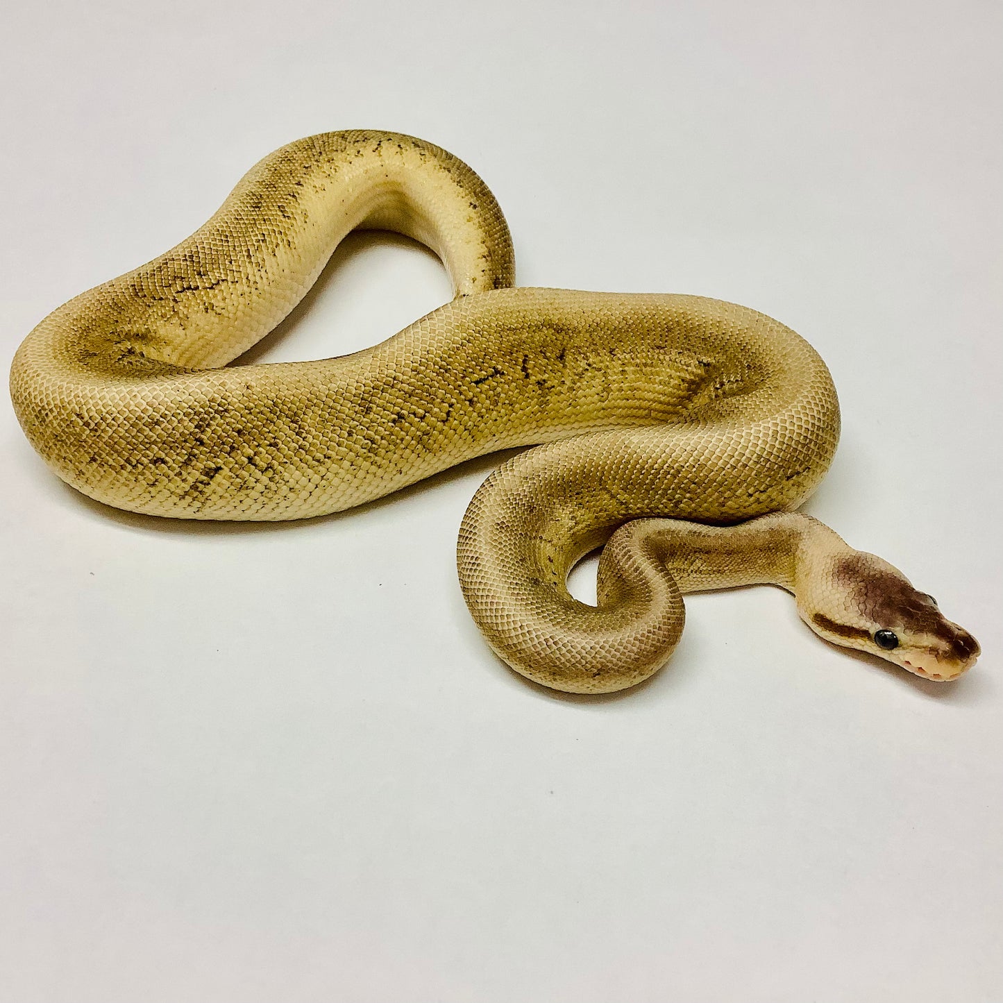 Black Pewter Cypress Pinstripe Ball Python Male 2021M03