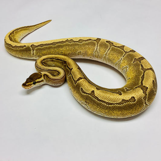 Bongo Pinstripe Lesser Ball Python - Female #2021F01-1
