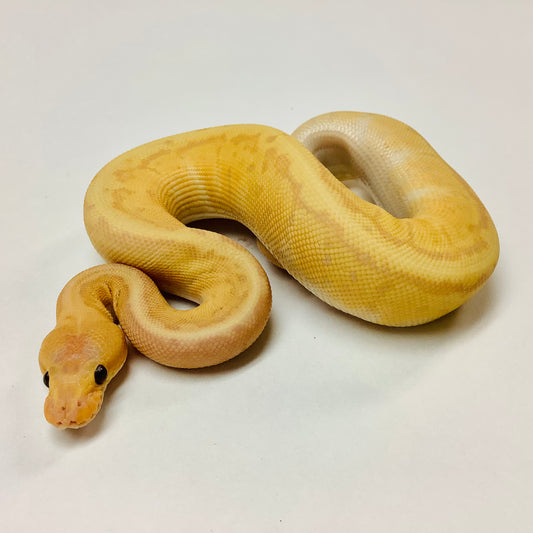 Banana Chocolate Pinstripe Ball Python - Female #2022F01