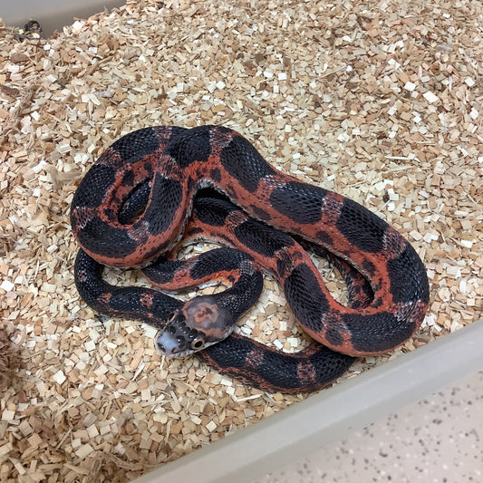 Scaleless Texas Ratsnake Male #2022M01