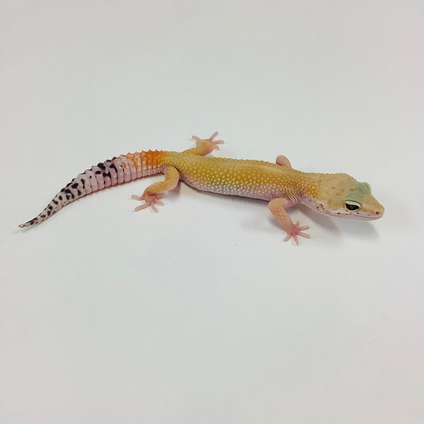 Super Hypo Tangerine Carrot Tail Baldy W/Y Het Eclipse Leopard Gecko- Female #B-G2-70122-1
