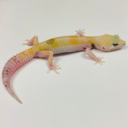 Super Hypo W/Y Pos Het Bell and Eclipse Leopard Gecko Female #F-TB1-90120-1