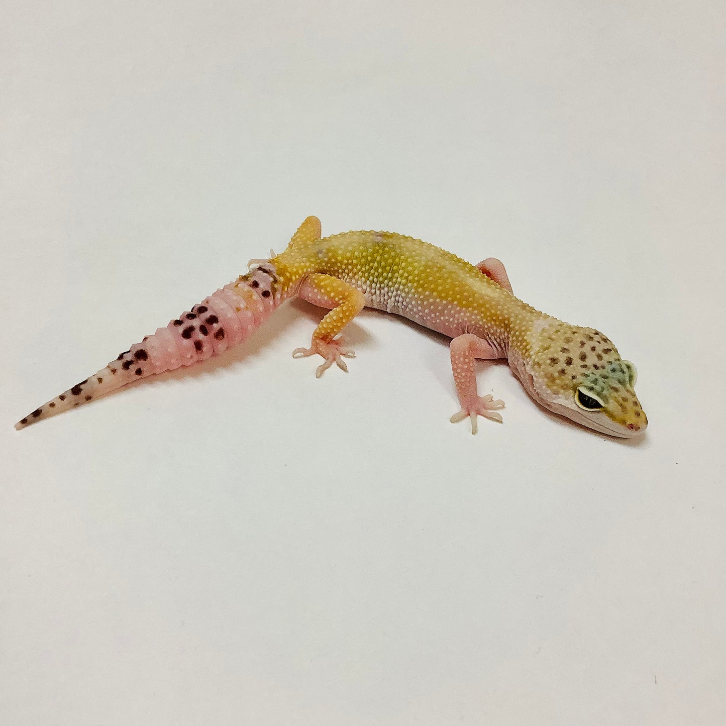 Hypo Mack Snow W/Y Eclipse Leopard Gecko Female #E-B8-81419-1