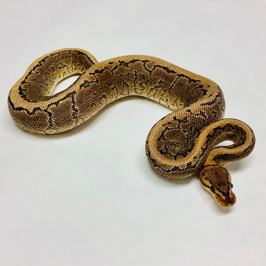 Ball Pythons for Sale at BHB Reptiles - High Quality & Wide Variety in ...
