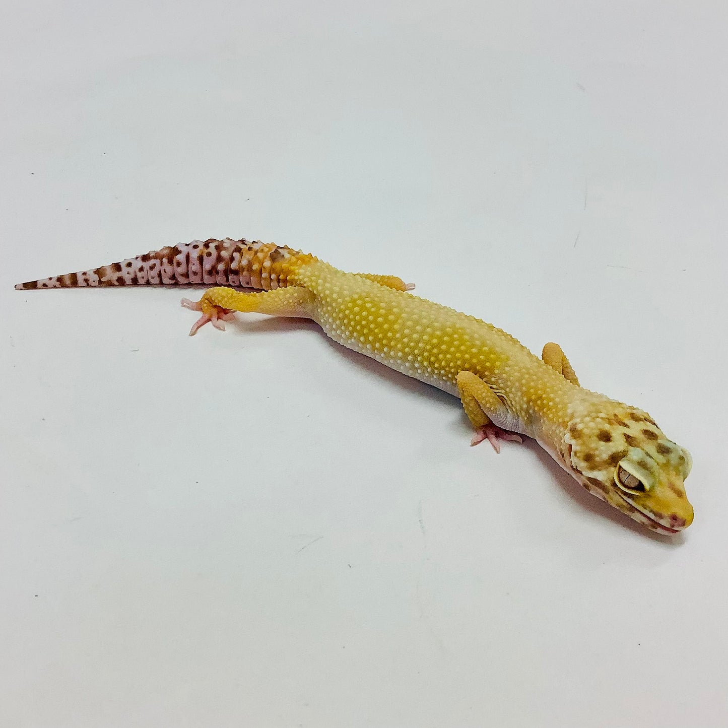 Sunglow Albino Bell Pos Het Eclipsed Leopard Gecko- Female #K-F10-80420-1