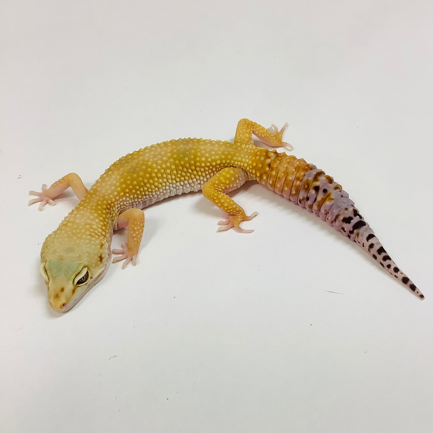 Super Hypo Tangerine Carrot Tail W/Y Leopard Geckos Female F-K3-80420-1
