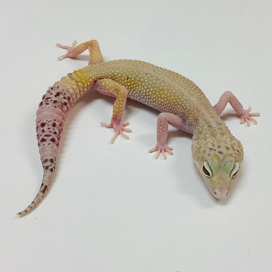 Mack Snow Eclipse W/Y Leopard Gecko Female #E-I5-62719-1