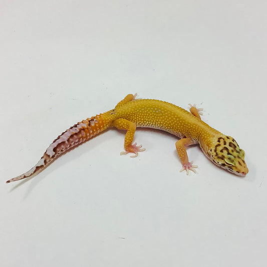 Hypo Bell Stripe Pos Het Eclipse Leopard Gecko- Female #M-A7-71322-1
