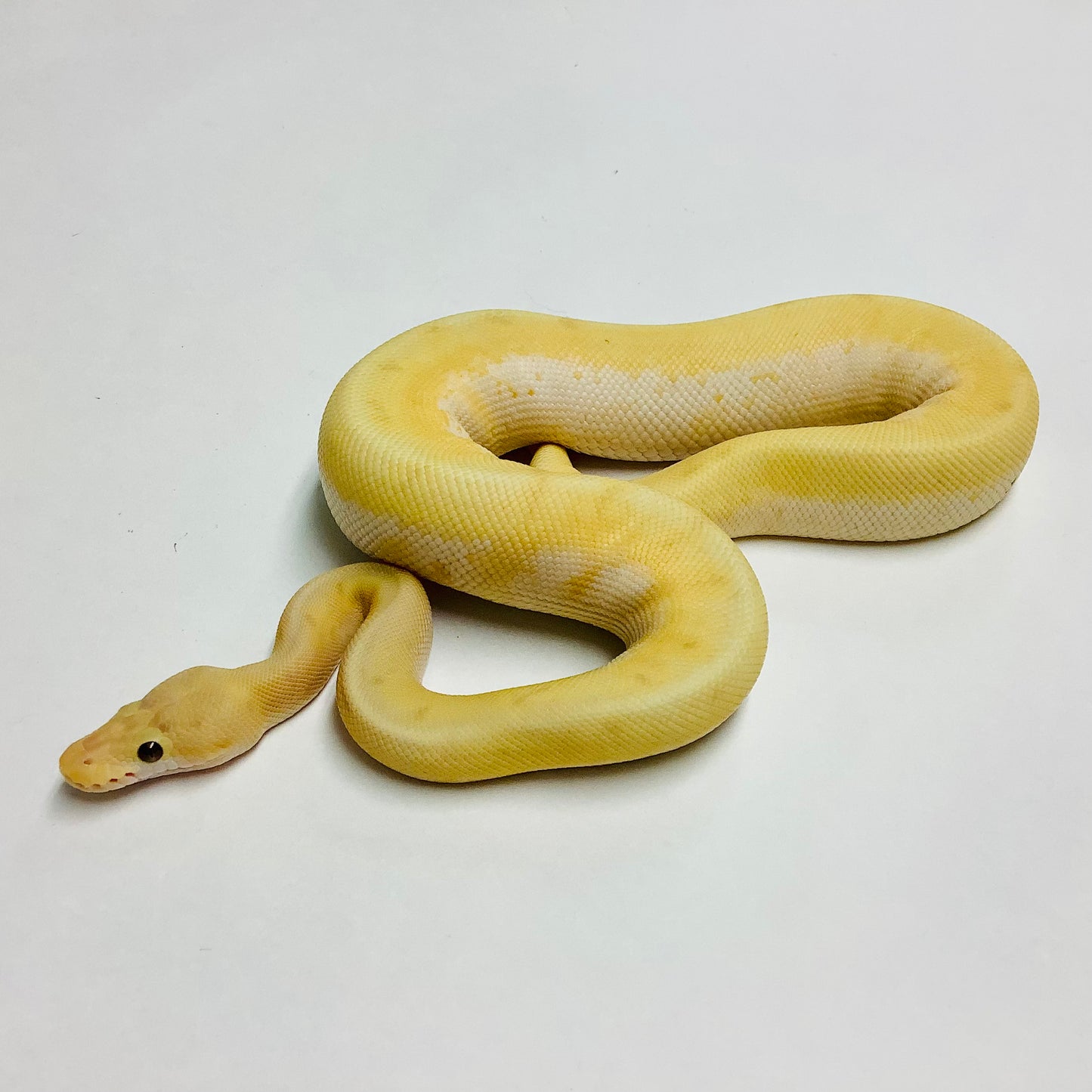 Banana Enchi Spinner Ball Python Male - #2022M01