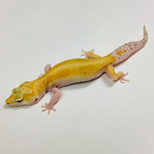 Mack Snow Tremper Albino W/Y Het Eclipse Leopard Gecko Female #F-O7-71820-1