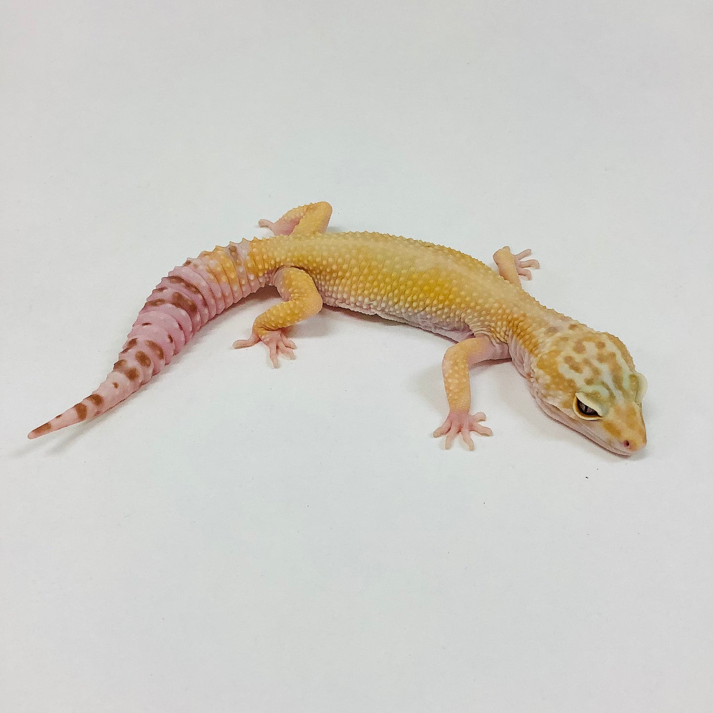 Raptor W/Y Leopard Gecko (TSF) - #TB-J-L3-70319-1