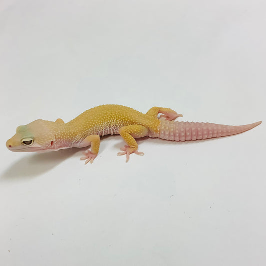Mack Snow Tremper Albino Murphy Patternless Leopard Gecko-Male- #K-AA3-90821-1