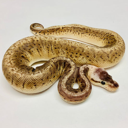Black Pewter Cypress Pinstripe Ball Python - Male #2021M04-1