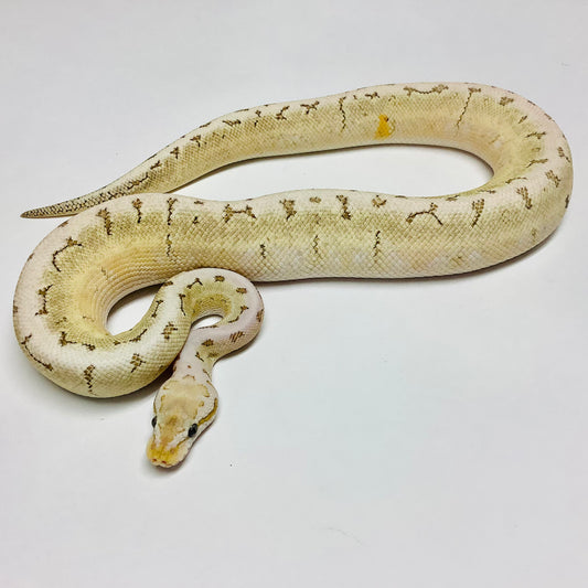 Ball Pythons for Sale at BHB Reptiles - High Quality & Wide Variety in ...