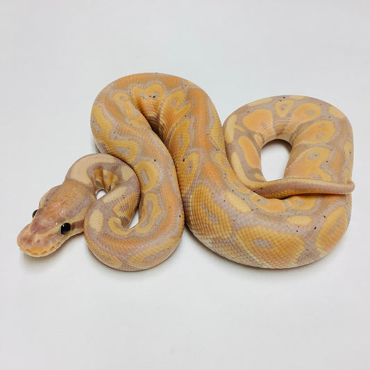 Banana Lori Ball Python- Male #2022M01