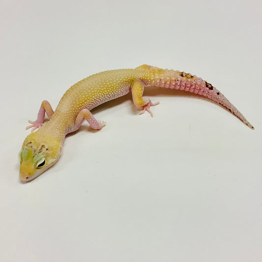 Mack Snow Raptor Leopard Gecko(TSF)- #E-J10-91620-1