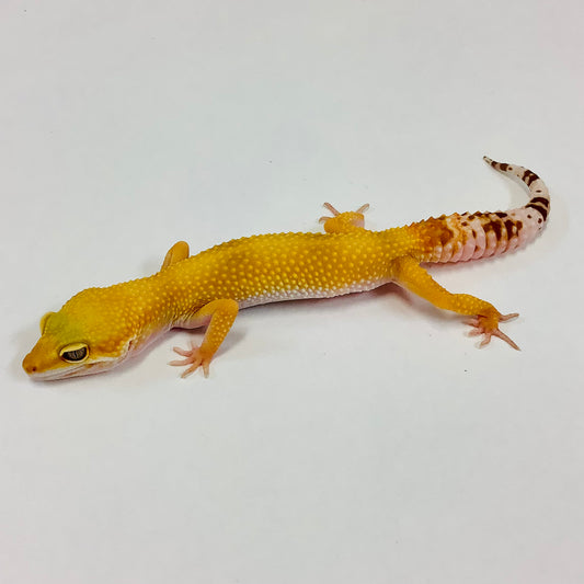 Sunglow Albino Tremper Het Eclipse Leopard Geckos Female #B-I6-80420-1