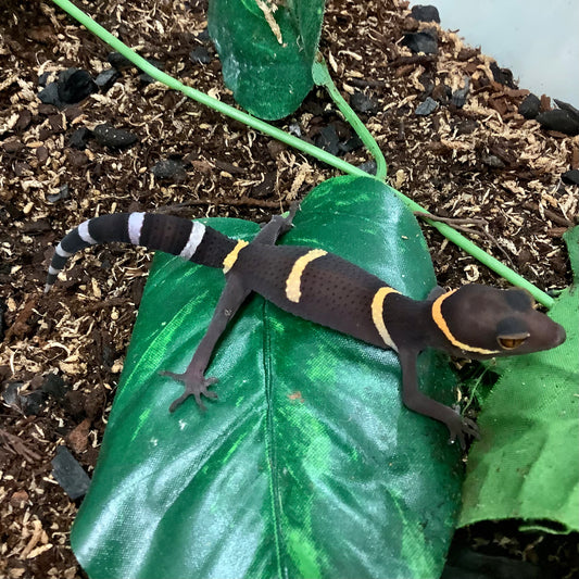 Chinese Cave Geckos For Sale BHB Reptiles Reptile Breeder Since 1989