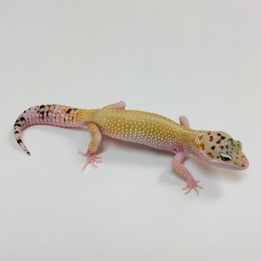 Super Hypo W/Y Eclipse Pos Het Tremper Leopard Gecko- Female #F-E6-62122-1