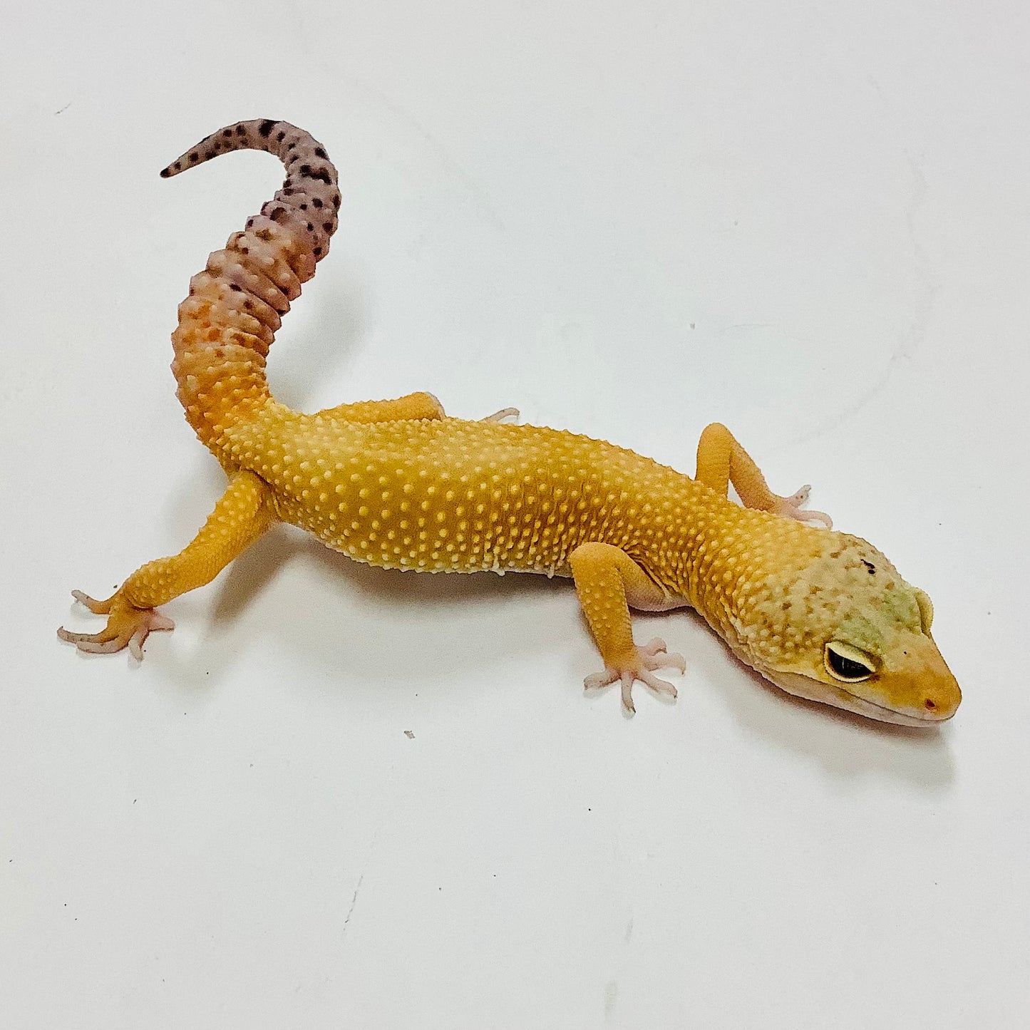Super Hypo Tangerine Carrot Tail Leopard Gecko- Male #F-K10-101020-1