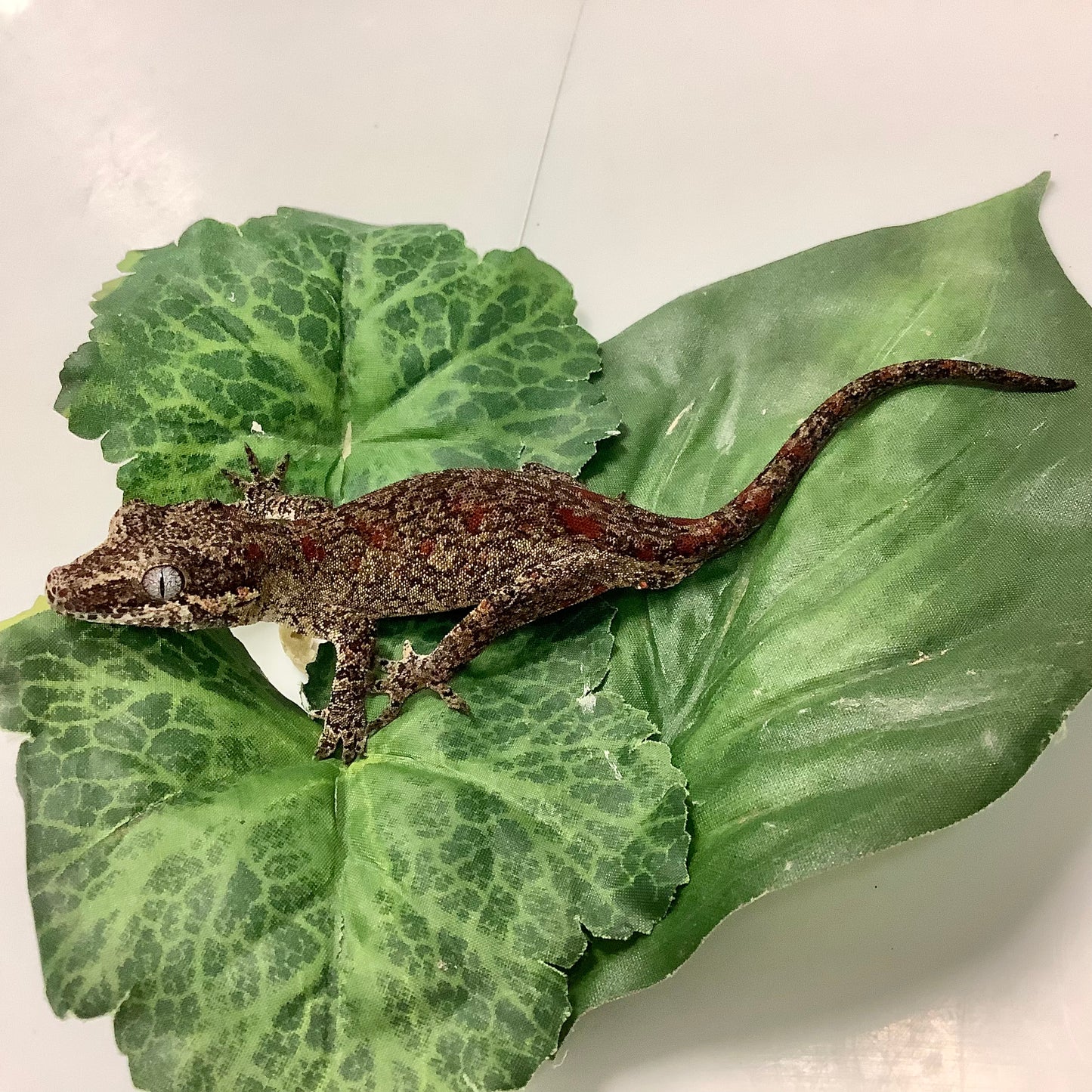 Red Blotched Reticulated- Gargoyle Gecko- Ready To Breed Male #AS01
