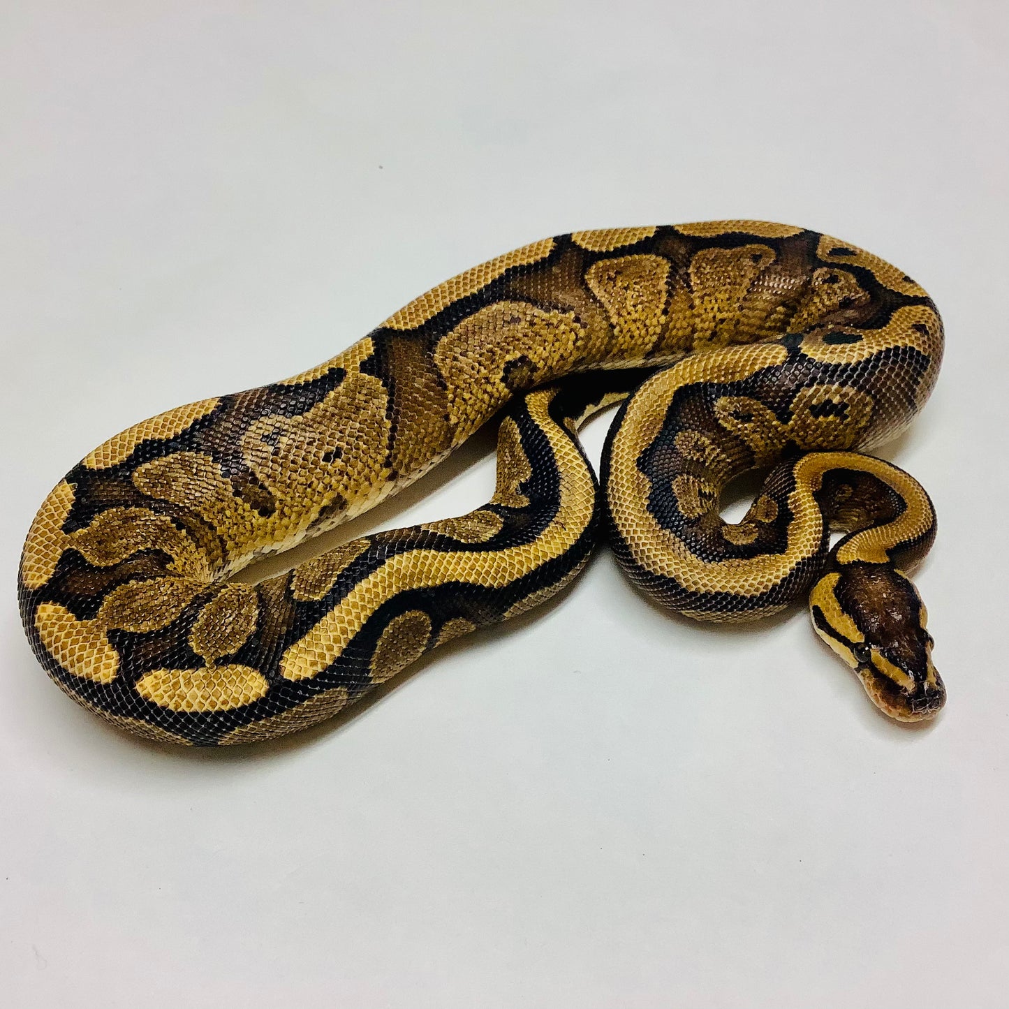 Red Stripe Yellowbelly Ball Python - Male #2021M01-1