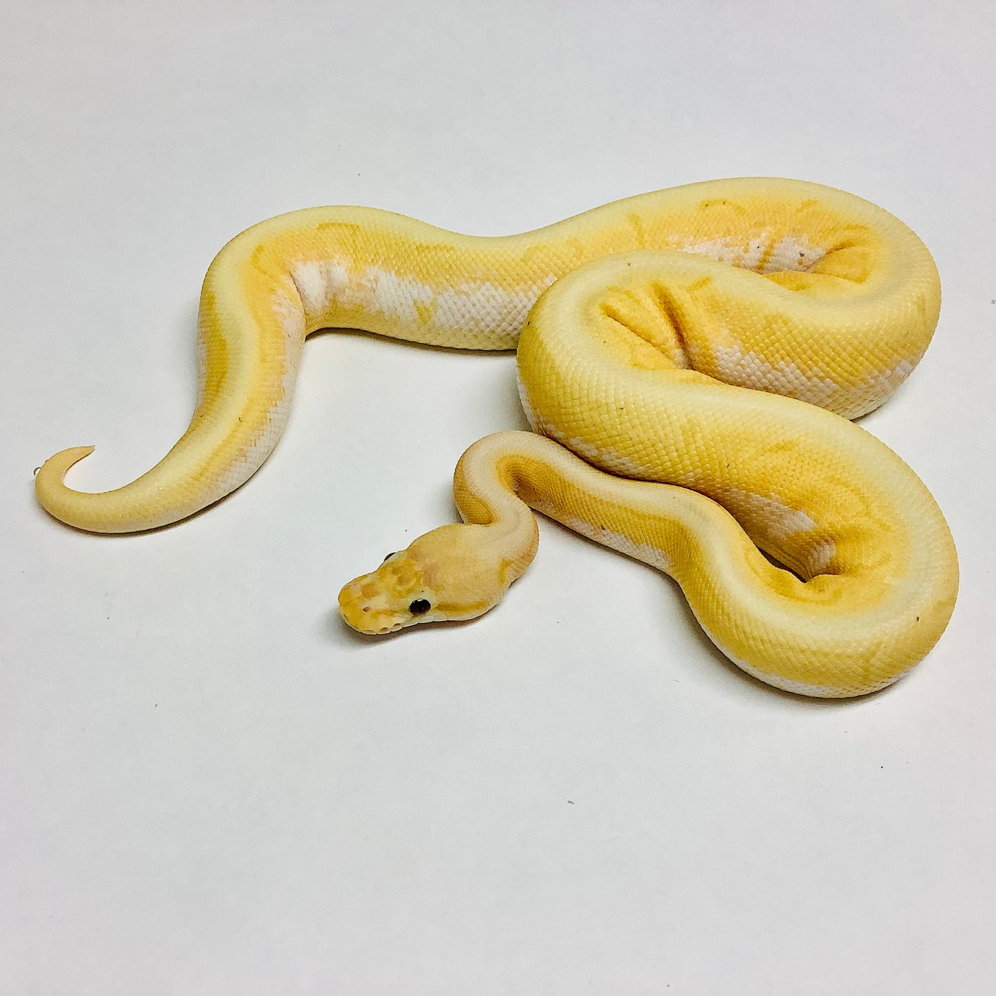 Banana Spinner Ball Python - Male #2021M01-1