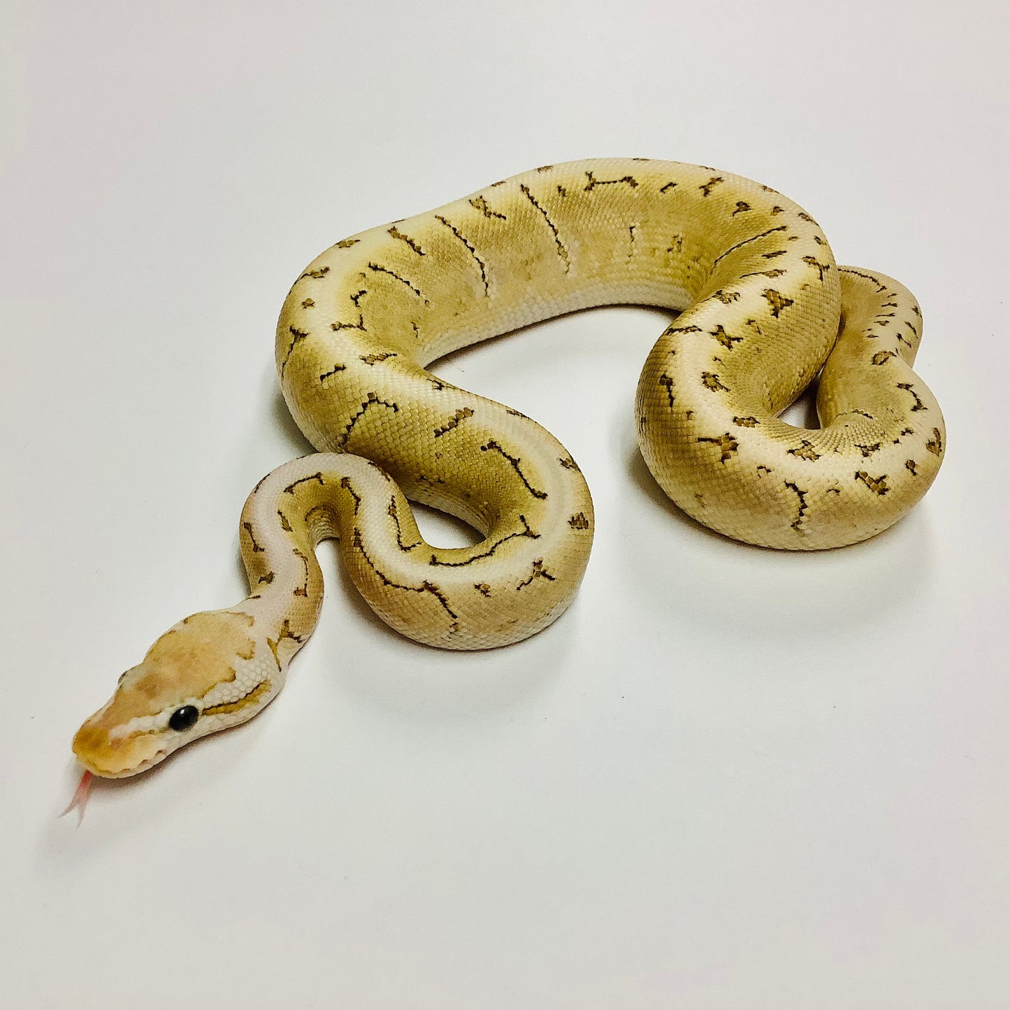Vanilla Pinstripe Bamboo Ball Python Male - #2021M02