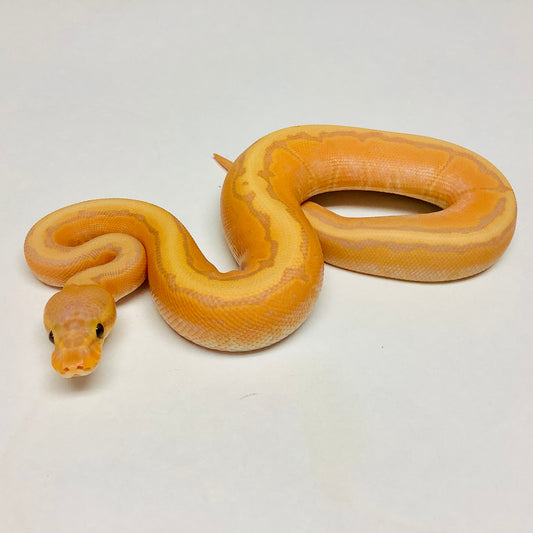 Banana Lori Pinstripe Ball Python- Male #2022M01