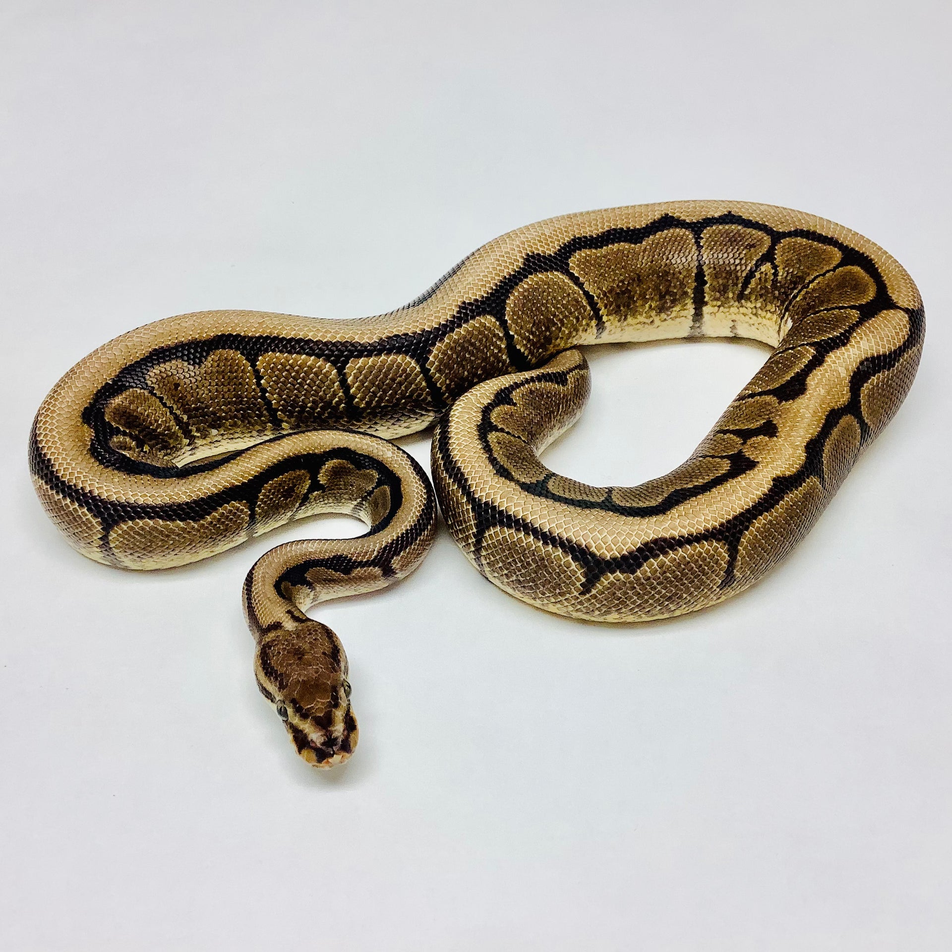 Mahogany Spider Ball Python Male 2020M01 1