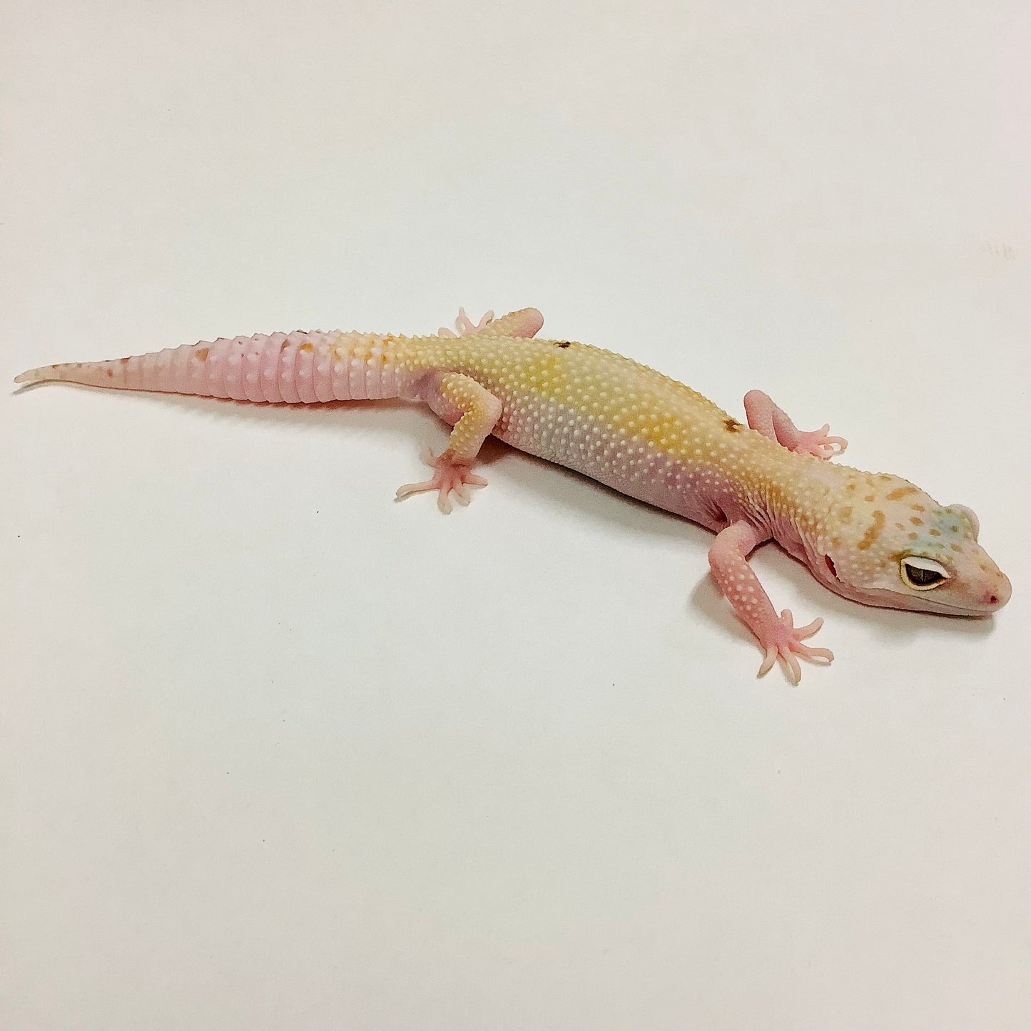 Super Hypo Mack Snow Tremper Albino W/Y Pos Het Eclipse Leopard Gecko Female #F-F7-73020-1