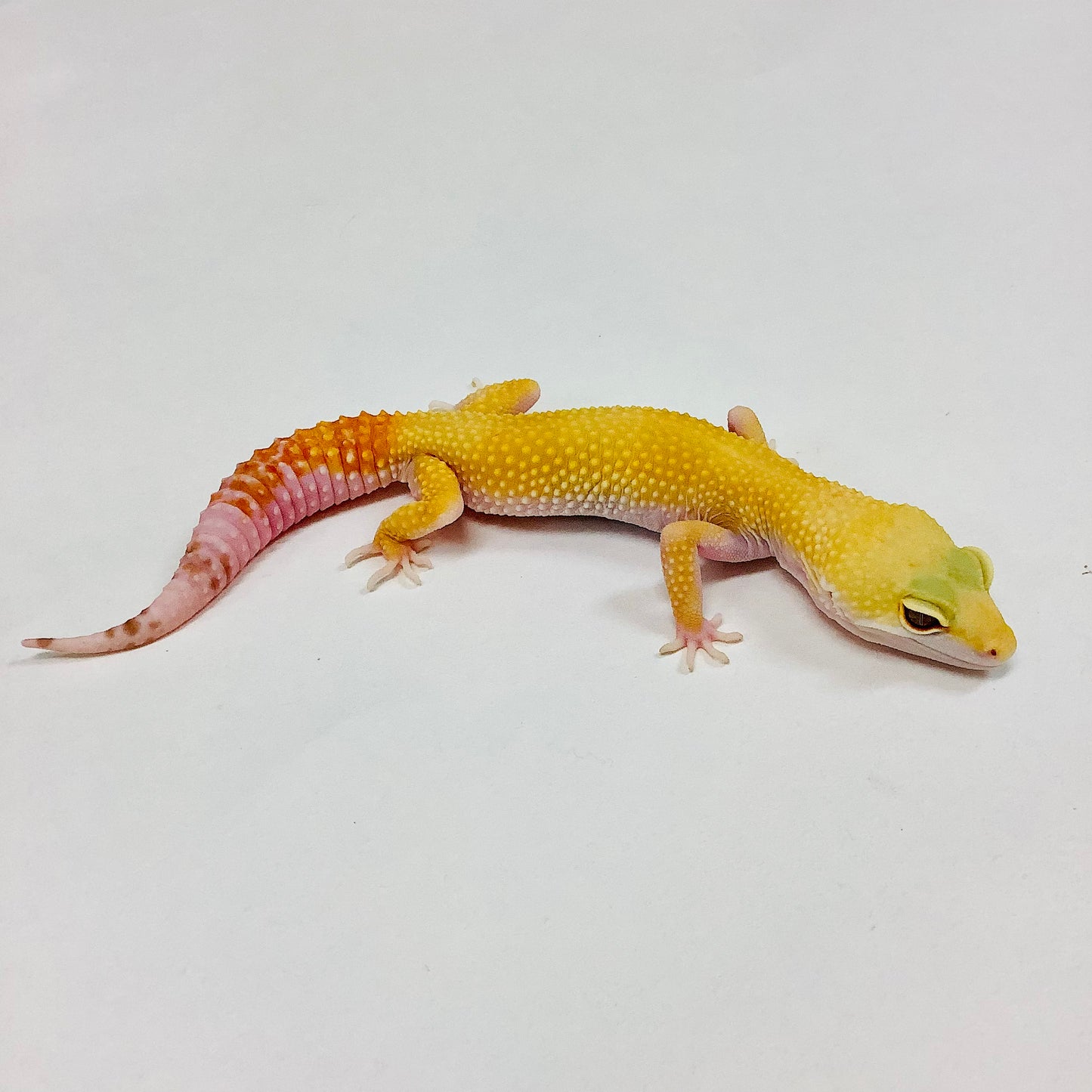 Sunglow Albino Tremper W/Y Leopard Gecko (TSF)- #J-G4-111721-1