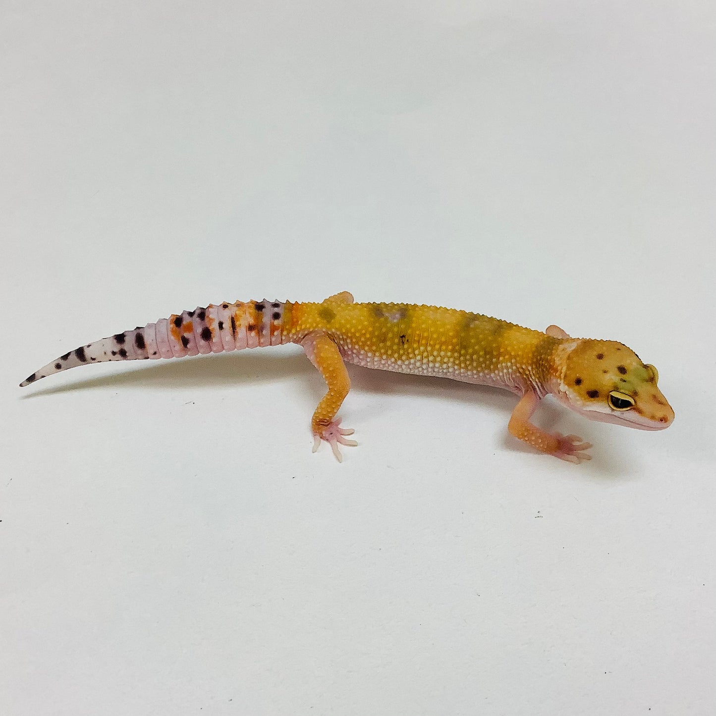 Tangerine W/Y Eclipse Pos Het Tremper Albino Leopard Gecko- Female #L-J4-80822-1