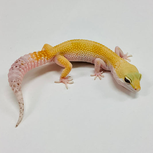 Super Hypo Tangerine Carrot Tail Baldy W/Y Het Eclipse Leopard Gecko- Female #F-M5-61219-1