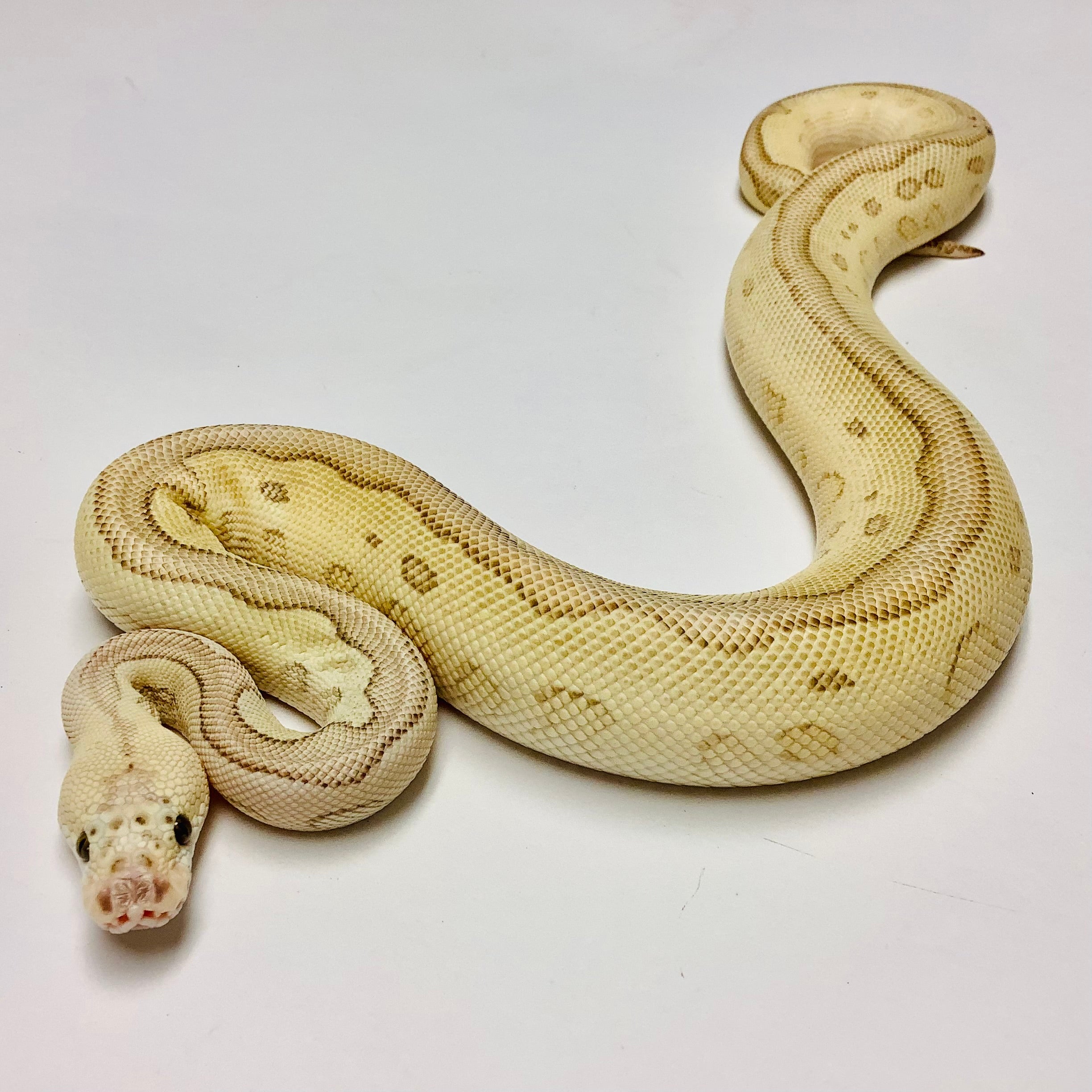 Albino Super Pastel Ball Python