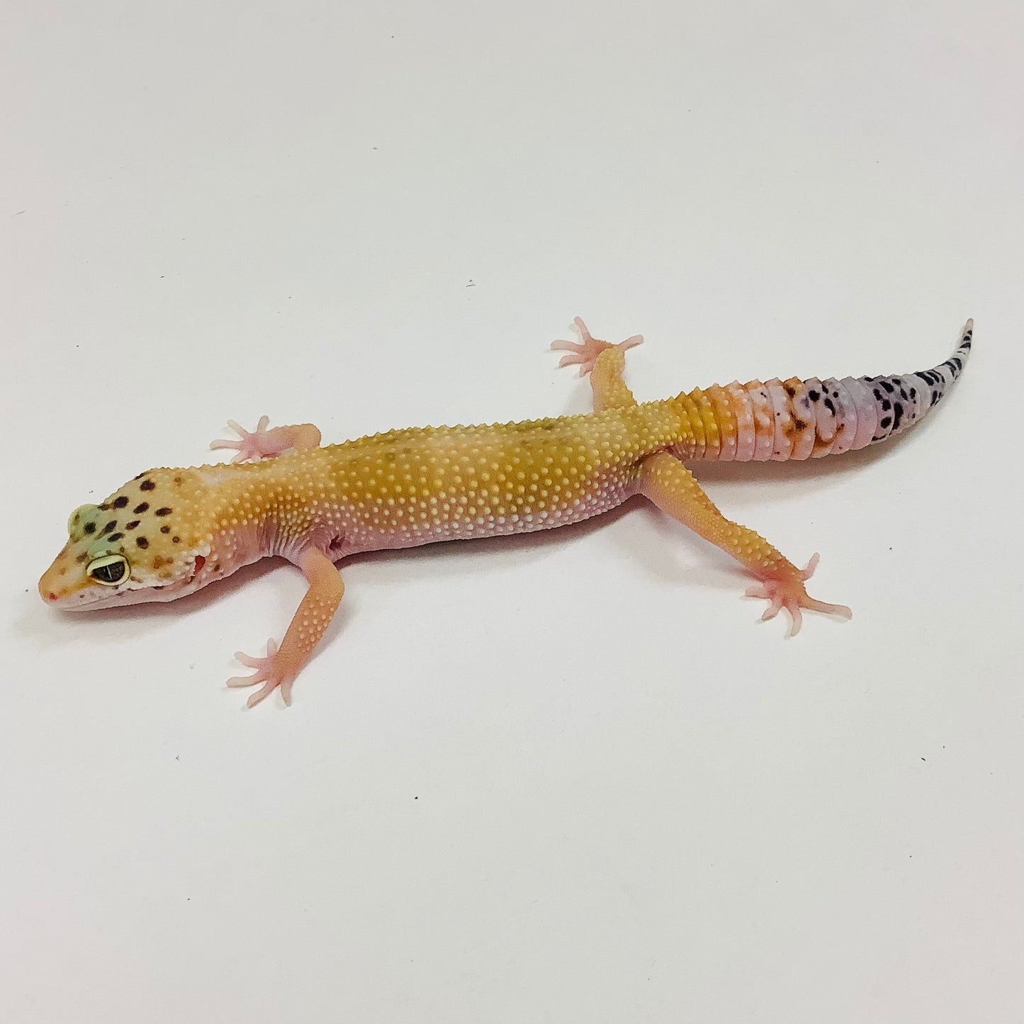 Hypo Tangerine Carrot Tail W/Y Eclipse Leopard Gecko- Female #J-E5-81122-1