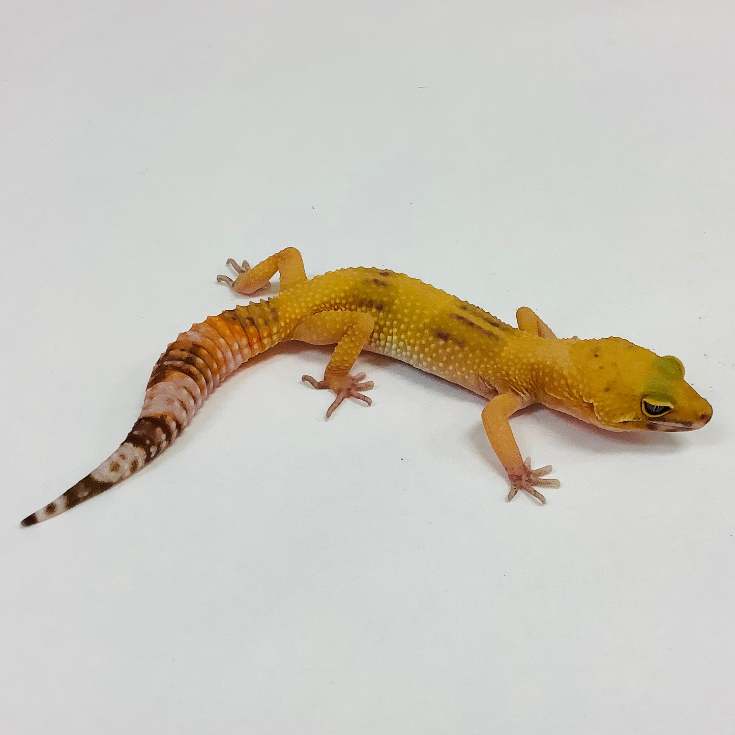 Sunglow Albino Tremper Leopard Gecko- Female #H-L5-91320-1