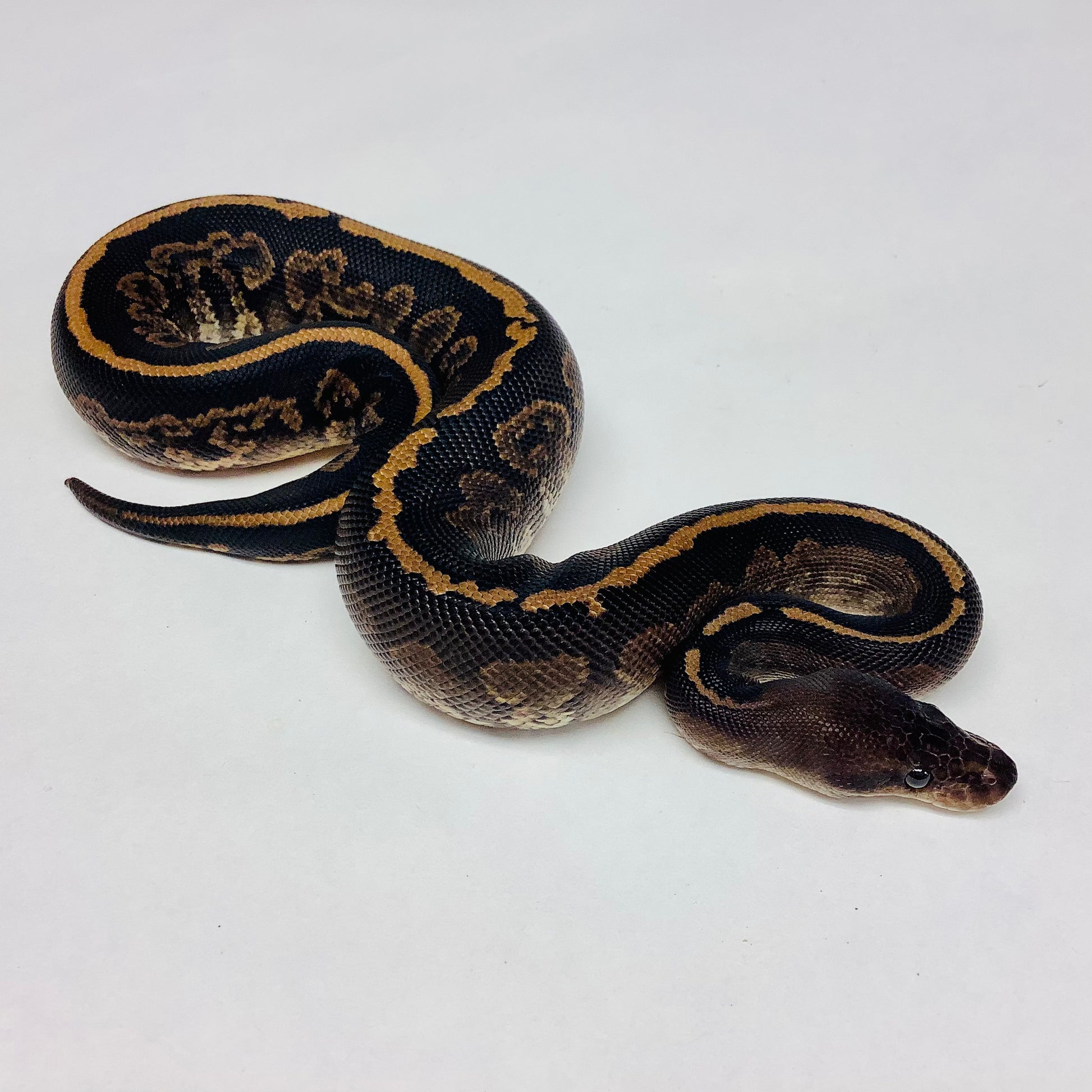 Mahogany Ball Python Morphs