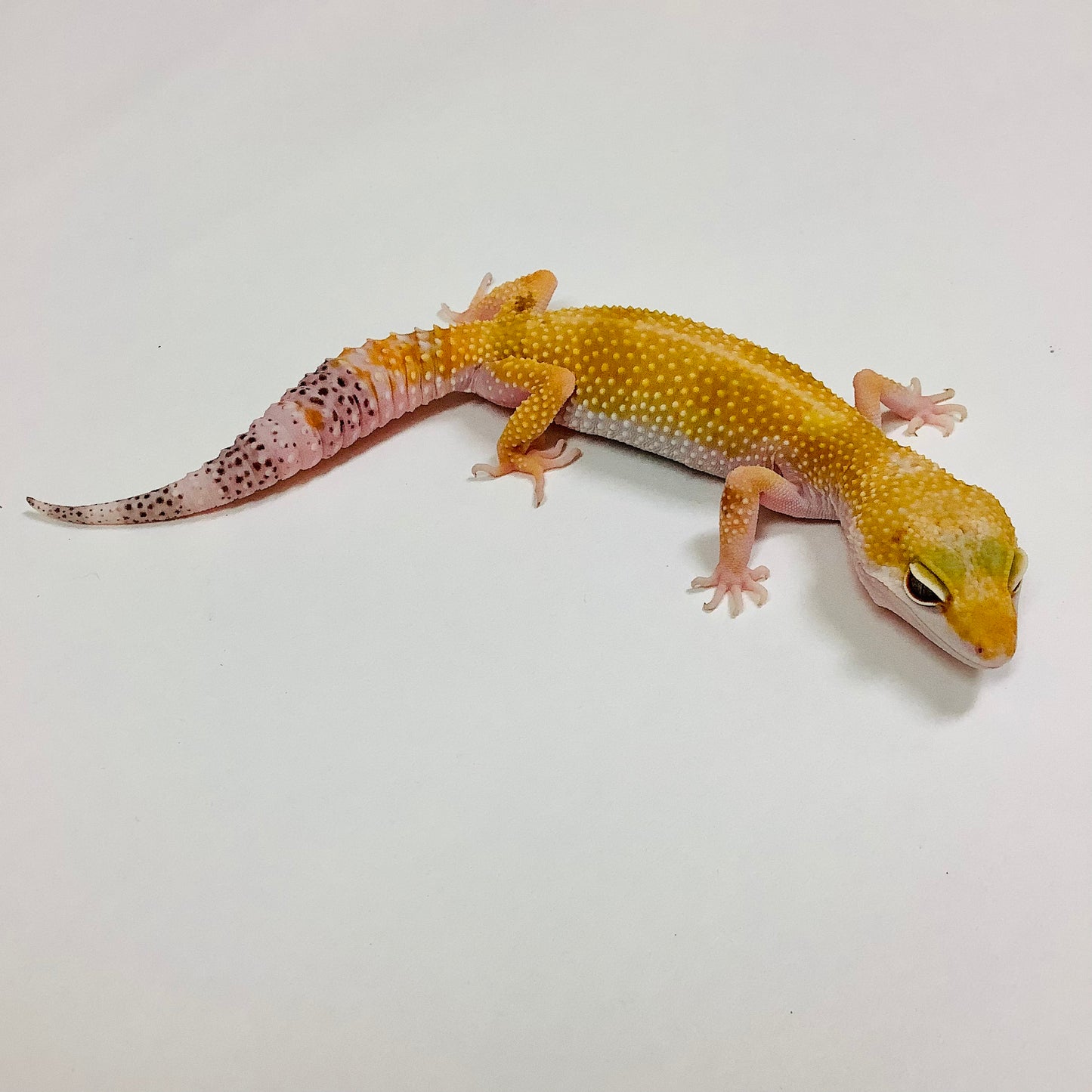Super Hypo Tangerine Carrot Tail Baldy W/Y Leopard Gecko Female #F-L6-81920-1