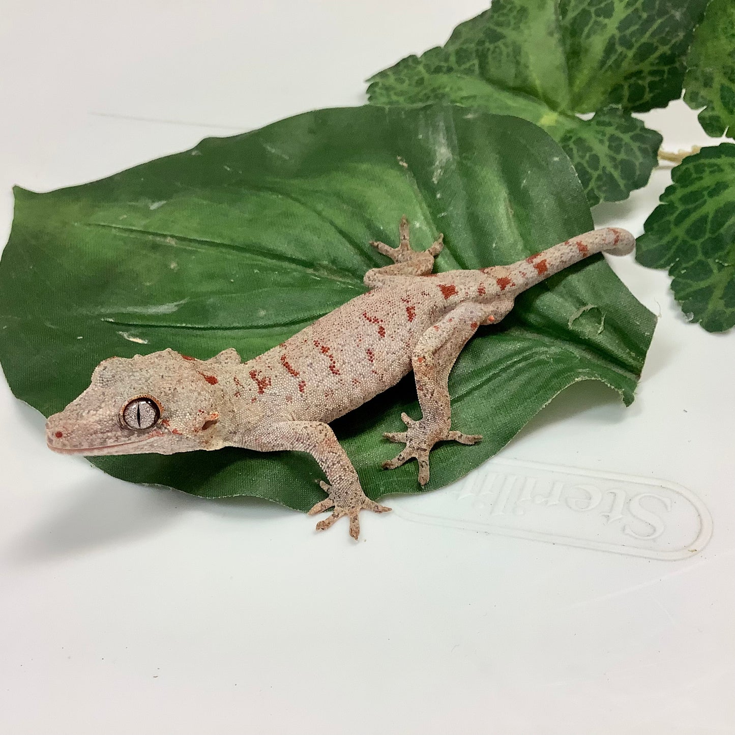 Banded Red Blotched Reticulated- Gargoyle Gecko- Ready To Breed Male #LCS02