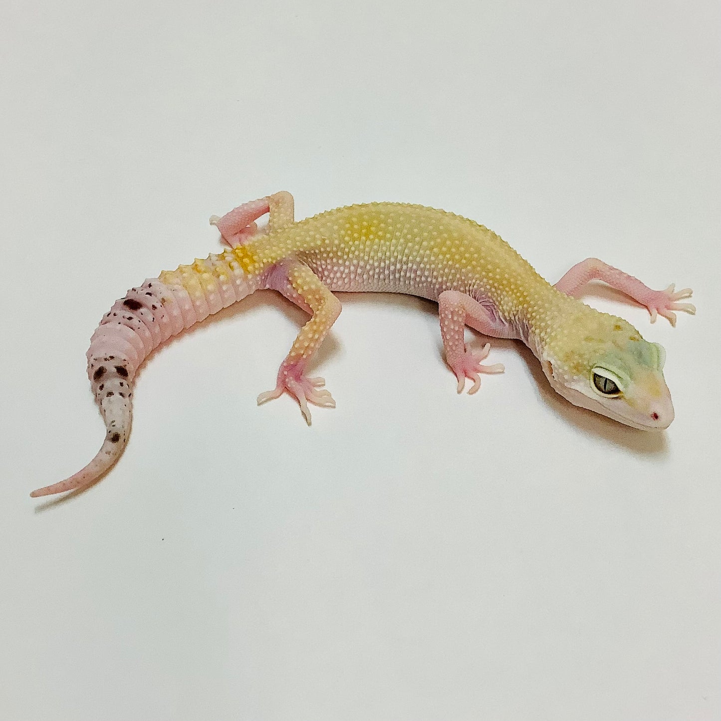 Super Hypo Mack Snow W/Y Eclipse Leopard Gecko Female #B-H12-71020-1