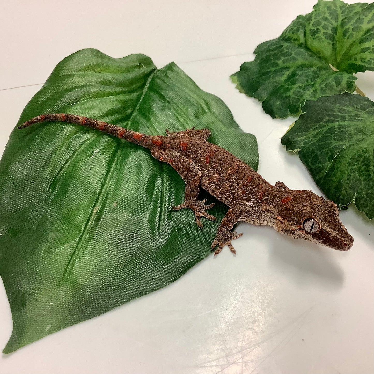 Banded Red Blotched Retic Gargoyle Gecko Male LCS02
