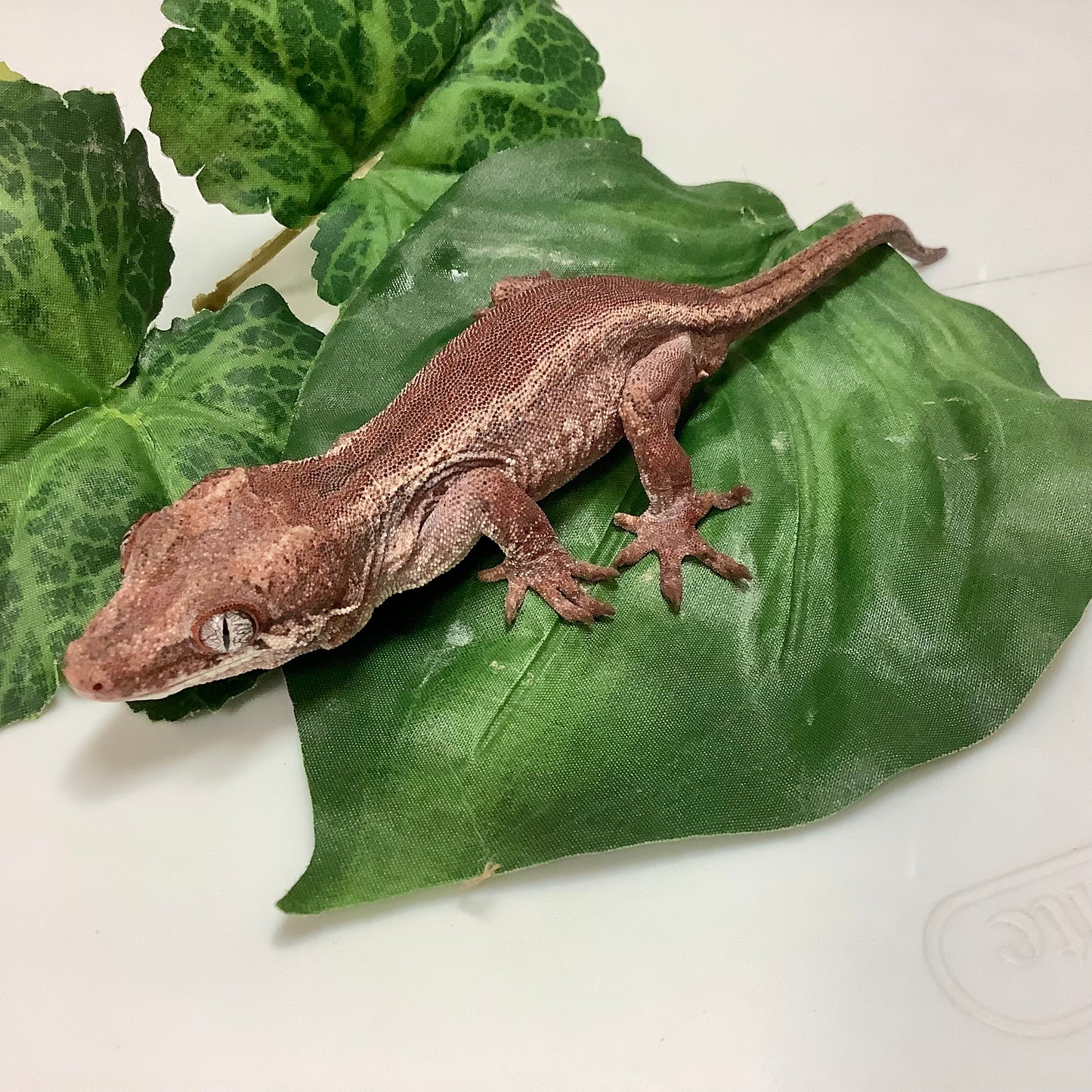 White Stripe Red Base Gargoyle Gecko- Ready to Breed Male #SF02