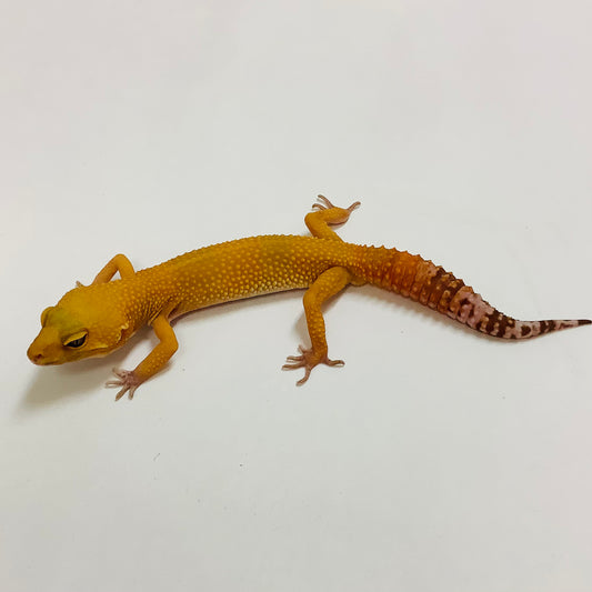 Sunglow Albino Tremper Het Eclipse Leopard Gecko-Female #K-G5-92421-1