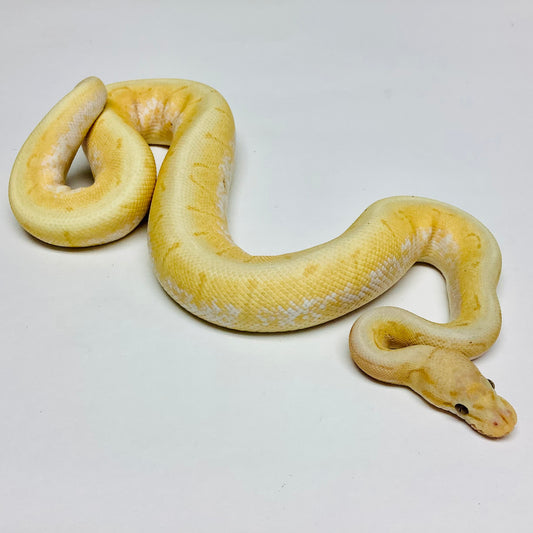 Banana Spinner X-Treme Gene Ball Python - Male #2020M01-1