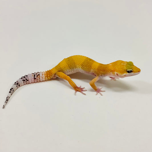 Super Hypo Tangerine Carrot Tail Baldy Leopard Geckos -Male- #G-F4-60121-1