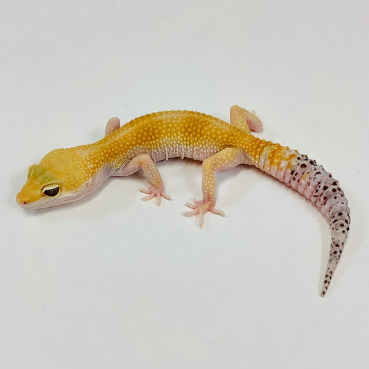 Super Hypo Tangerine Baldy W/Y Leopard Gecko Female B-L5-81320-1