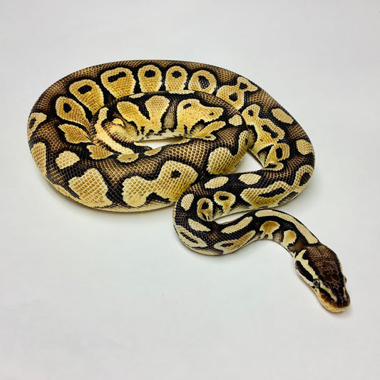 Pastel Special 66% Het Hypo Ball Python - Male #2020M01-1